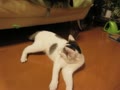大好きなおもちゃ